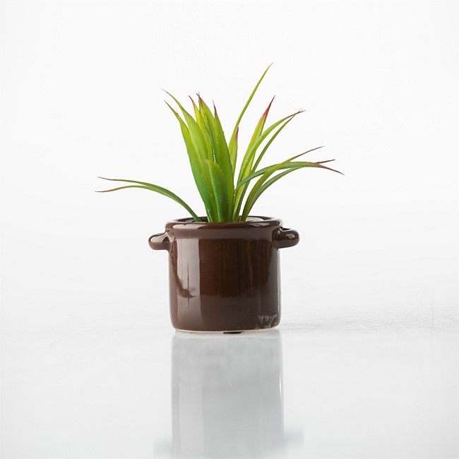 Everlasting Succulent in Glossy Ceramic Pot