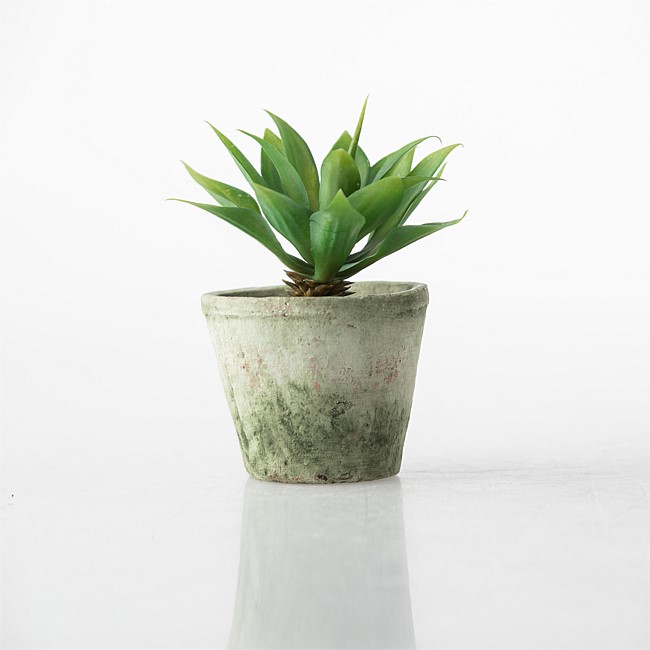 Everlasting Agave in Cement Pot