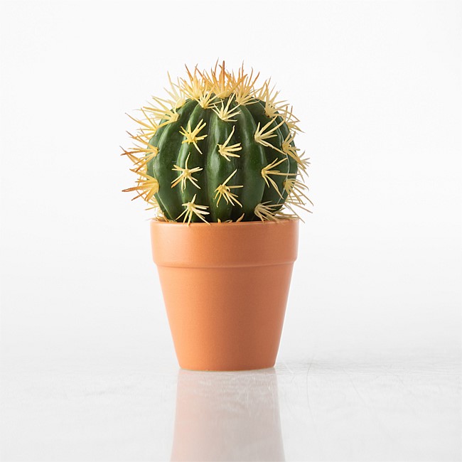 Everlasting Cactus in Terracotta Pot