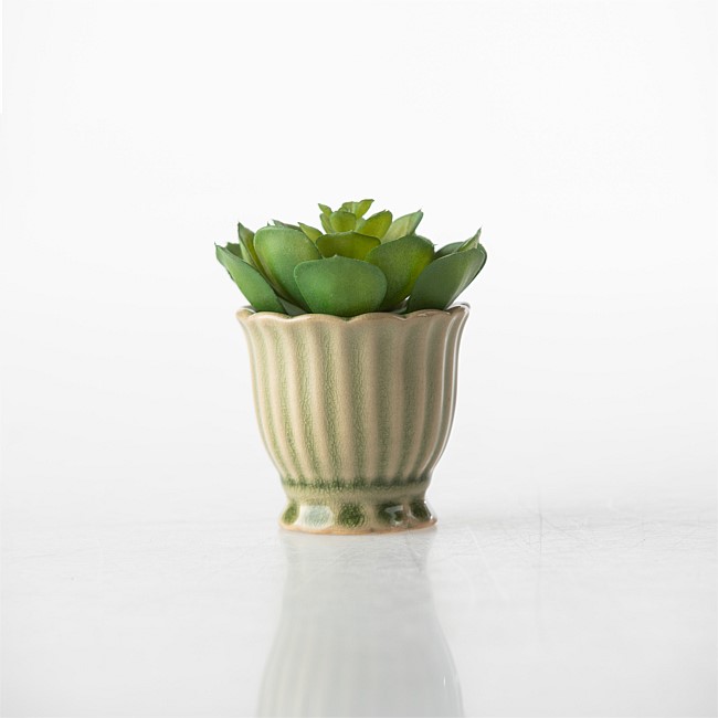 Everlasting Succulent In Ceramic Pot