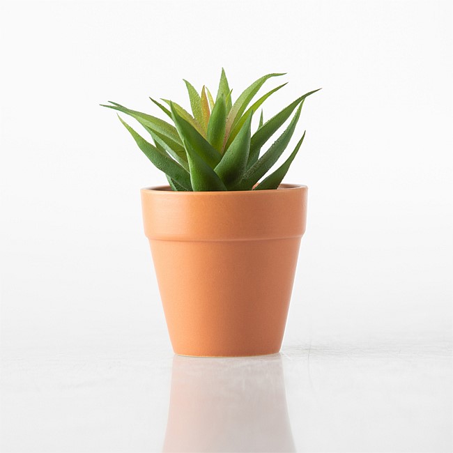 Everlasting Aloe in Terracotta Pot
