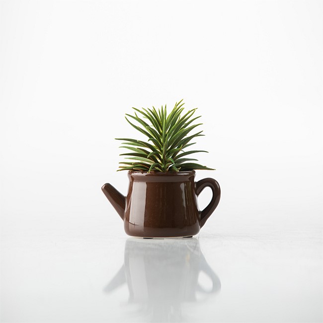 Everlasting Aloe in Ceramic Jug
