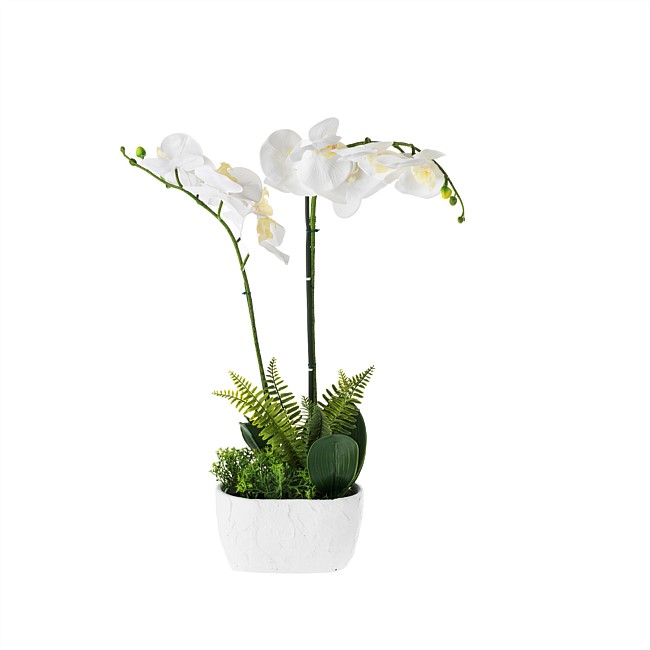 Everlasting Olivia Orchid In White Pot 73cm