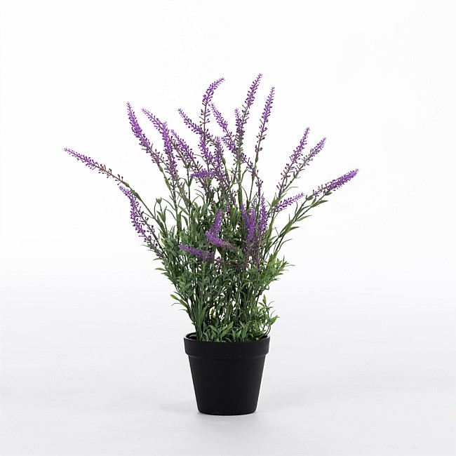 Everlasting Lavender Plant 48cm