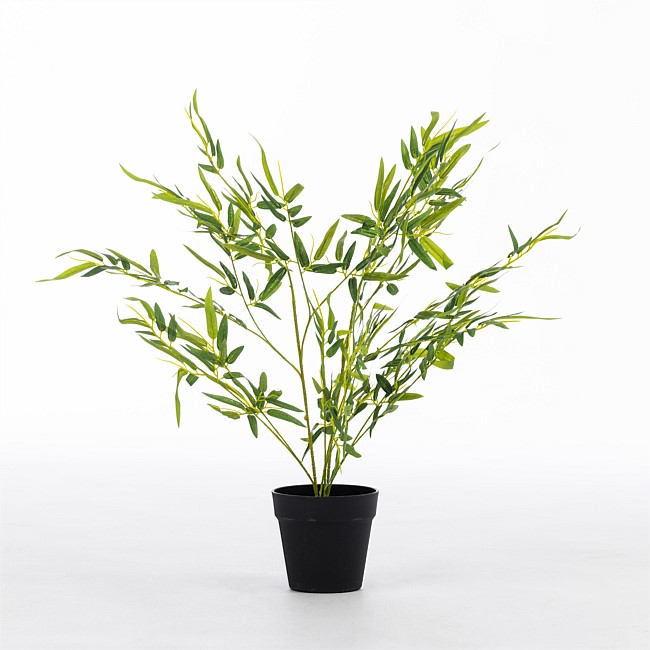 Everlasting Bamboo Plant 60cm Everlasting Bamboo Plant 60cm