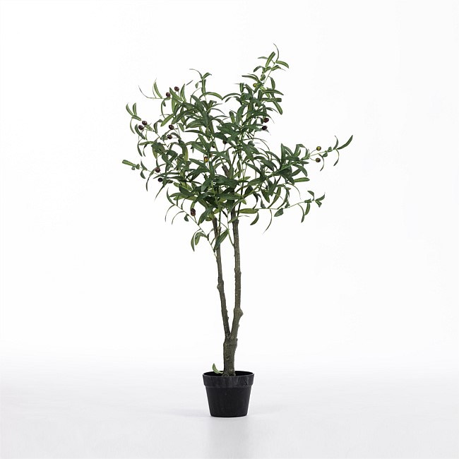 Everlasting Olive Tree 105cm