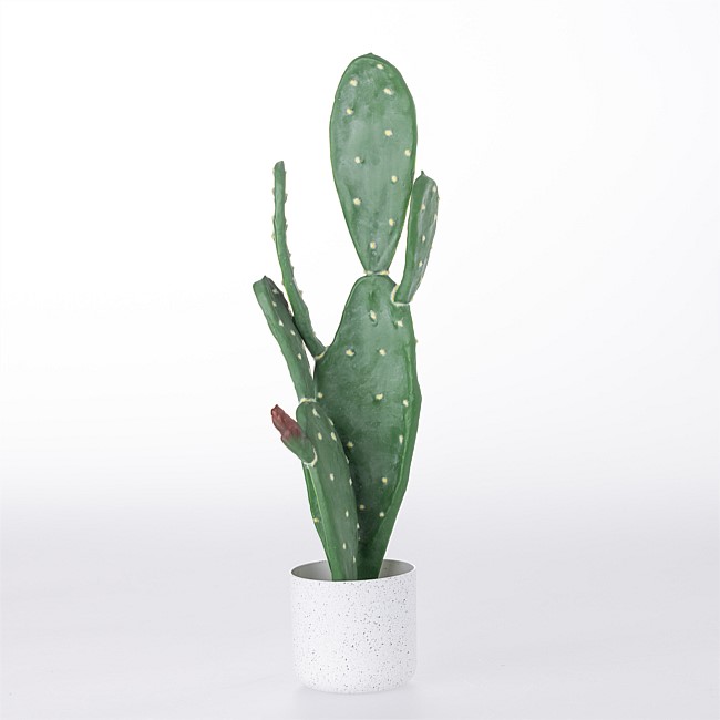Everlasting Angel Cactus 60cm 