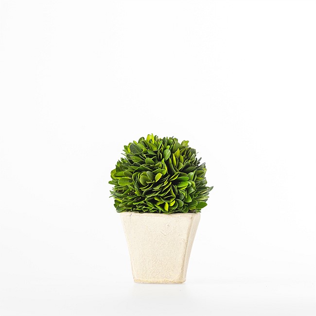 Everlasting Arno Boxwood Topiary With Pot Small