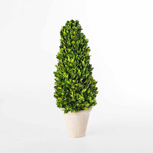 Everlasting Arno Boxwood Cone Topiary 50cm