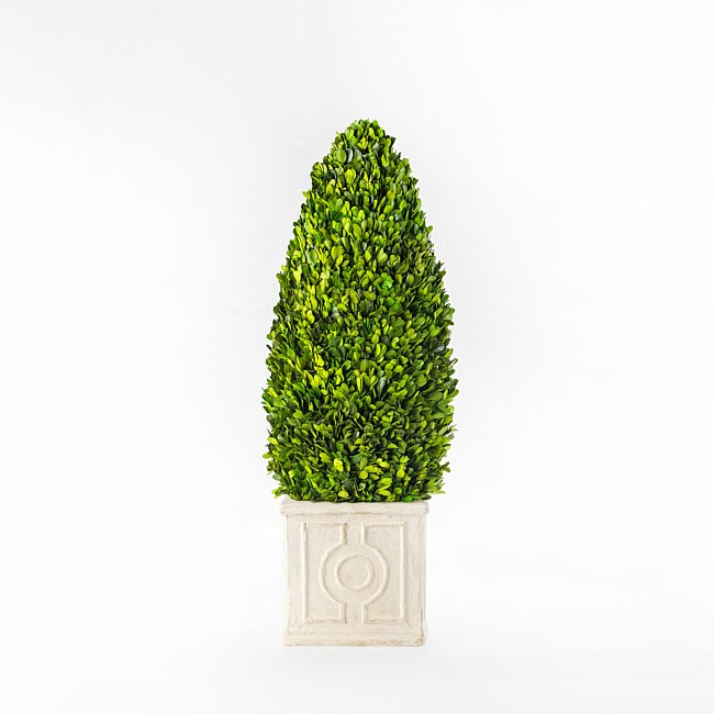 Everlasting Arno Boxwood Cone Topiary 82cm