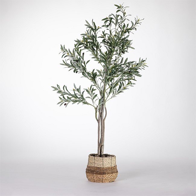 Everlasting Olive Tree 165cm