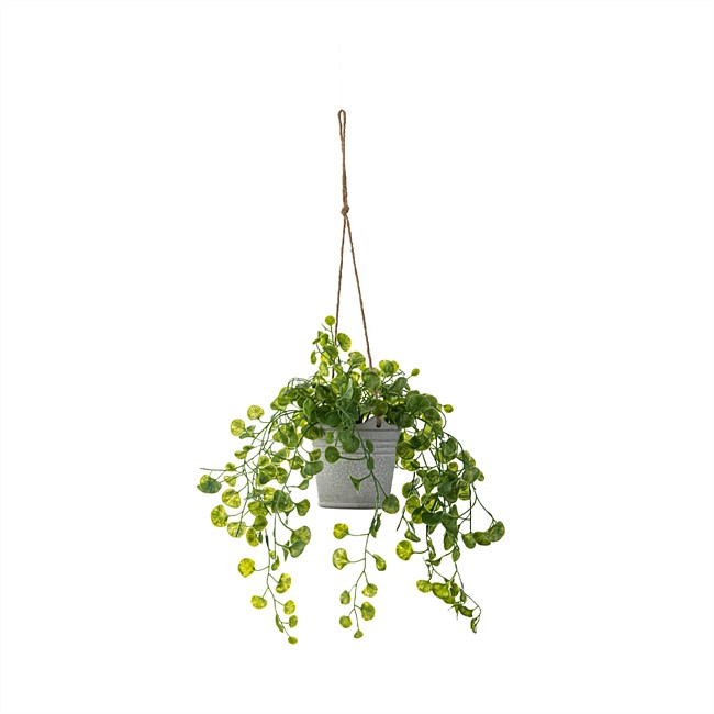 Everlasting Potted Hanging Vine Everlasting Potted Hanging Vine
