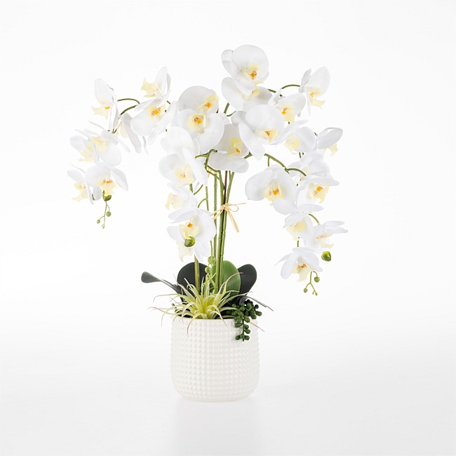 Everlasting Flourishing Orchid
