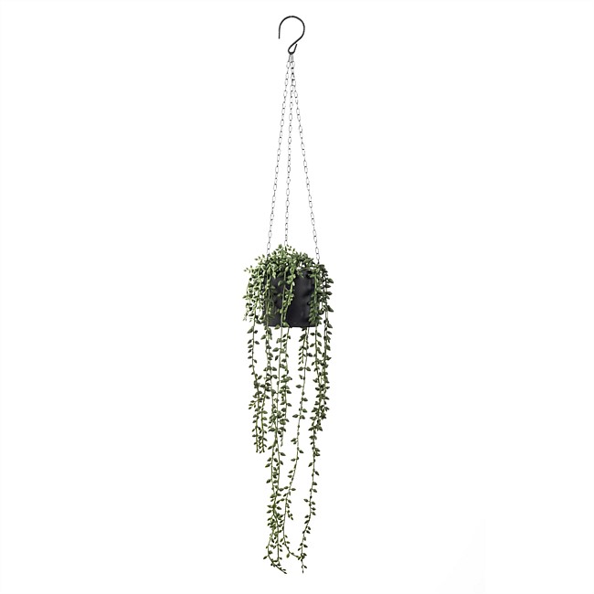 Everlasting Strands In Hanging Pot Everlasting Strands In Hanging Pot