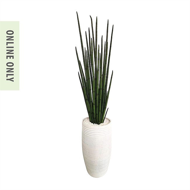 Everlasting Potted Snake Plant 200Cm
