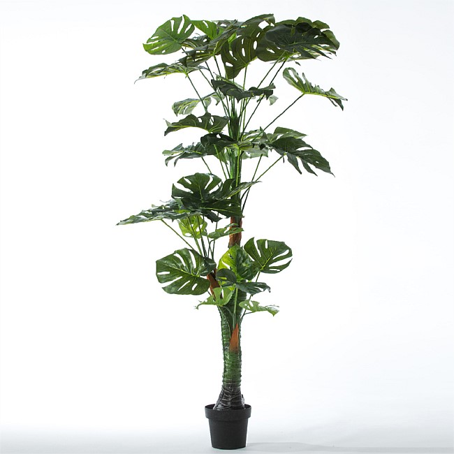 Everlasting Taya Monstera Tree 170cm
