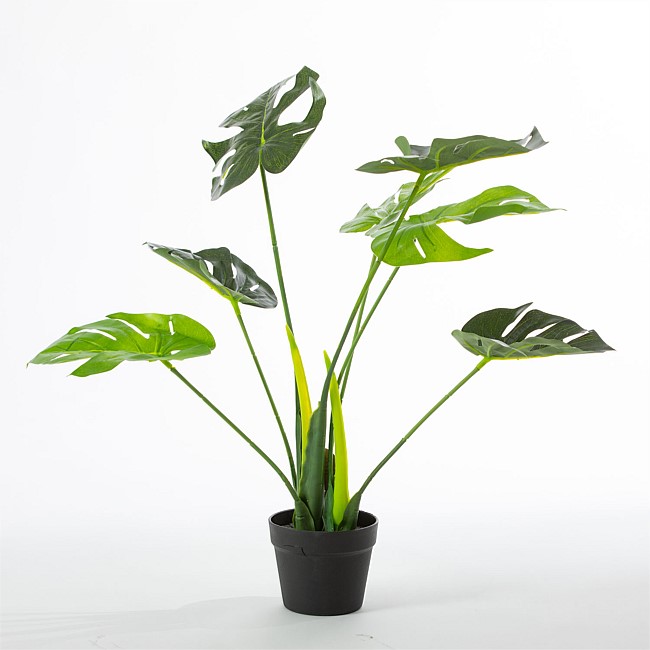 Everlasting Taya Monstera Plant 70cm Everlasting Taya Monstera Plant 70cm