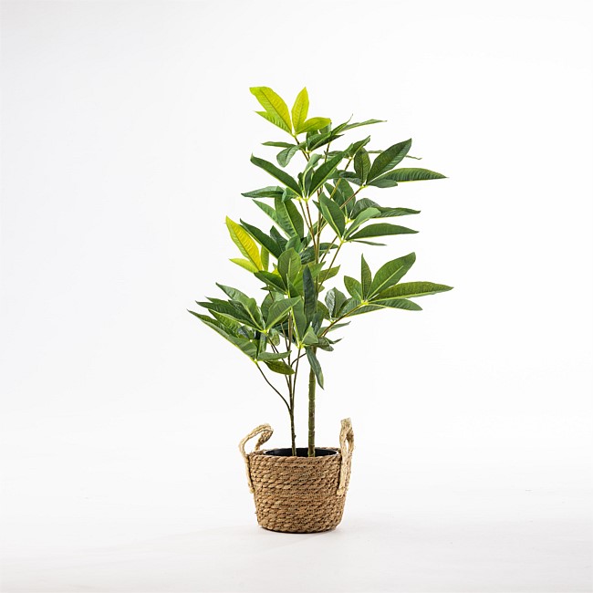 Everlasting Maeve Pachira Plant 75cm