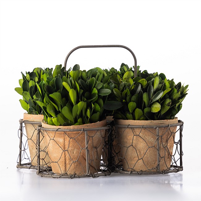 Everlasting Luca 4 Topiary in Wire Basket Everlasting Luca 4 Topiary in Wire Basket