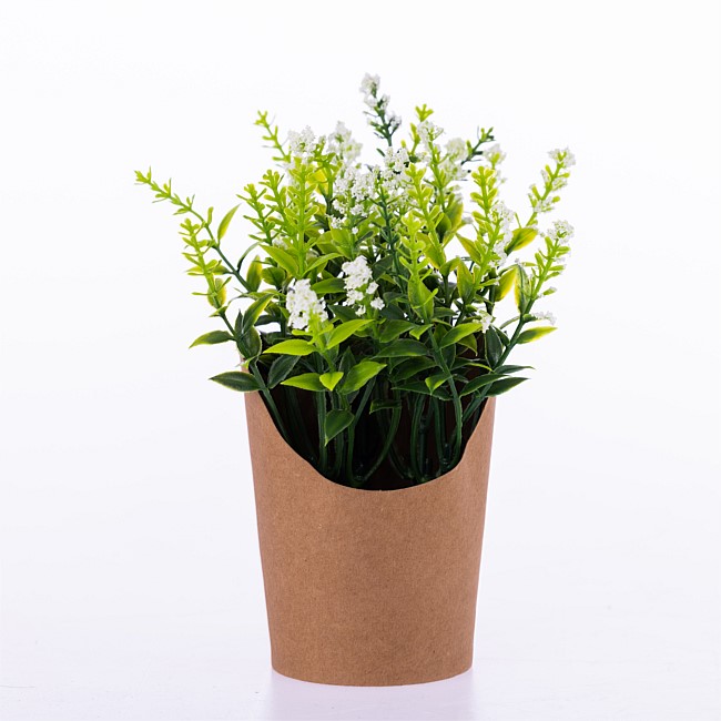 Everlasting Green & White Stems In Paper Pot