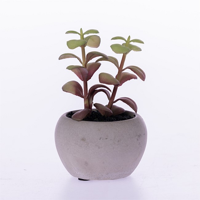 Everlasting Succulent In Grey Pot Everlasting Succulent In Grey Pot