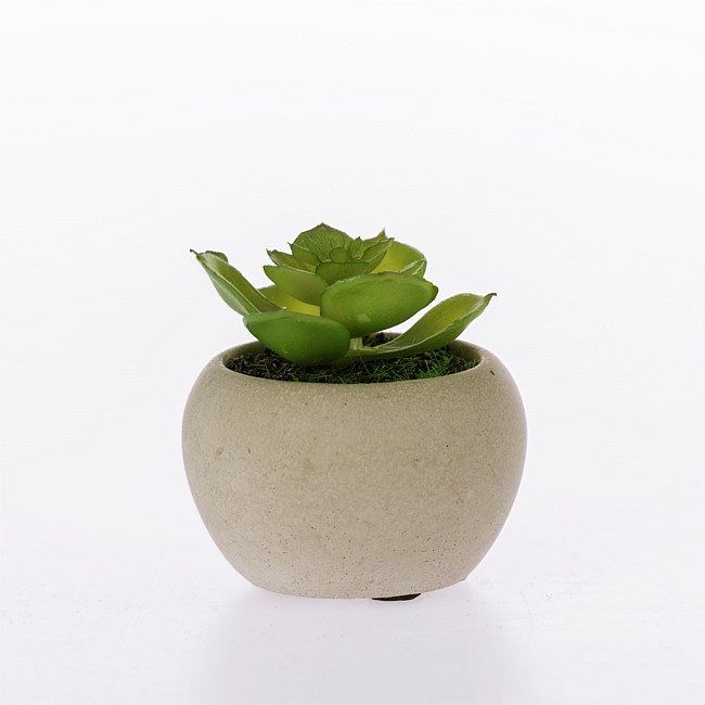 Everlasting Forest Succulent In Pot Everlasting Forest Succulent In Pot