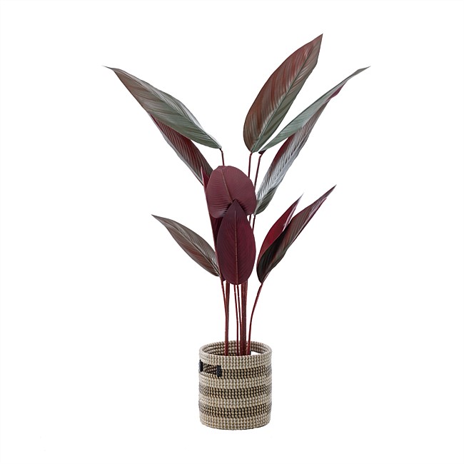 Everlasting Calathea Plant 145cm