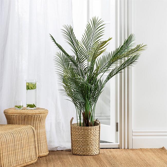 Everlasting Palm Tree 150cm