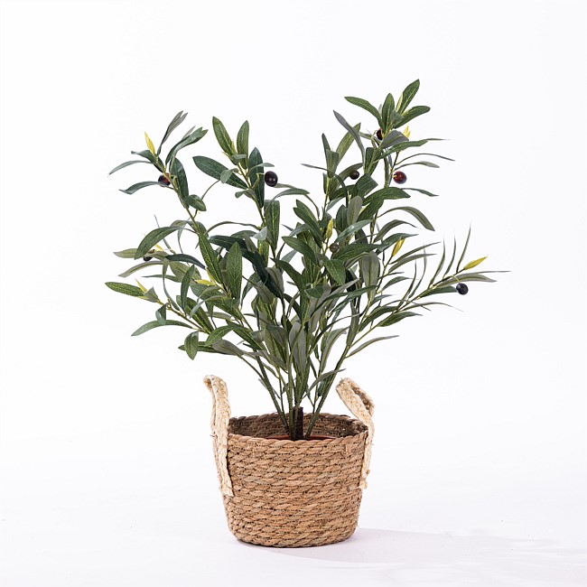 Everlasting Potted Olive Bonsai 47cm