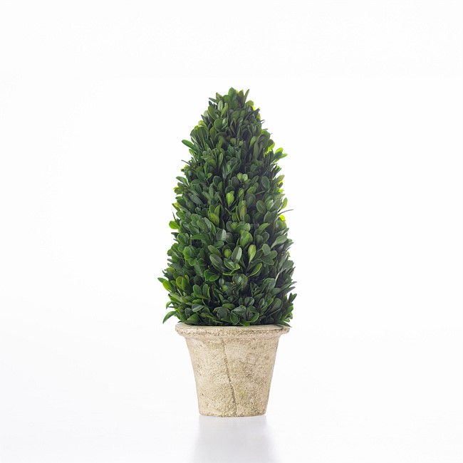 Everlasting Mateus Topiary Cone Small 35cm Everlasting Mateus Topiary Cone Small 35cm
