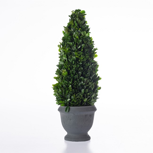 Everlasting Mateus Topiary Cone Charcoal 50cm