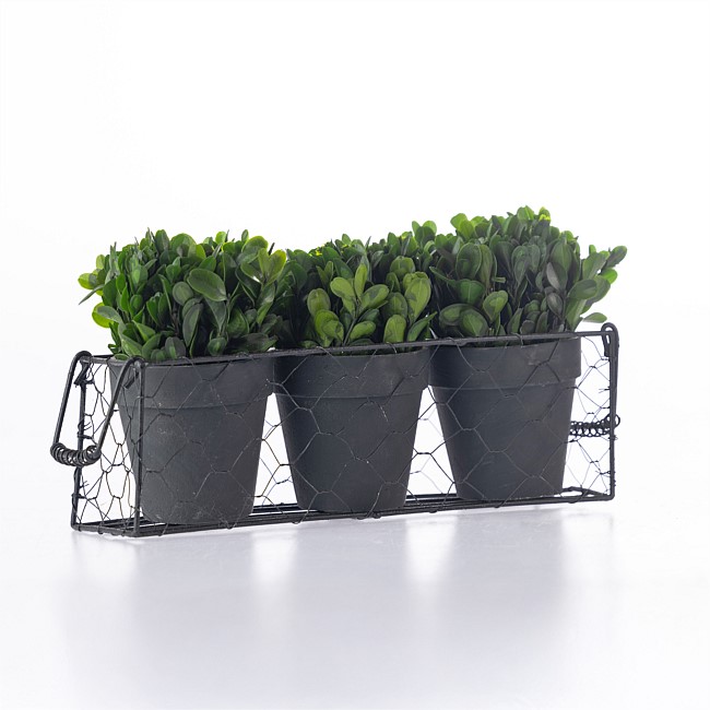 Everlasting Mateus Topiary Set Of 3