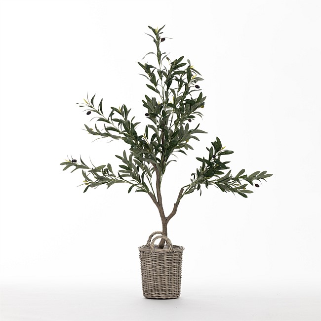 Everlasting Paloma Olive Tree 120cm Everlasting Paloma Olive Tree 120cm