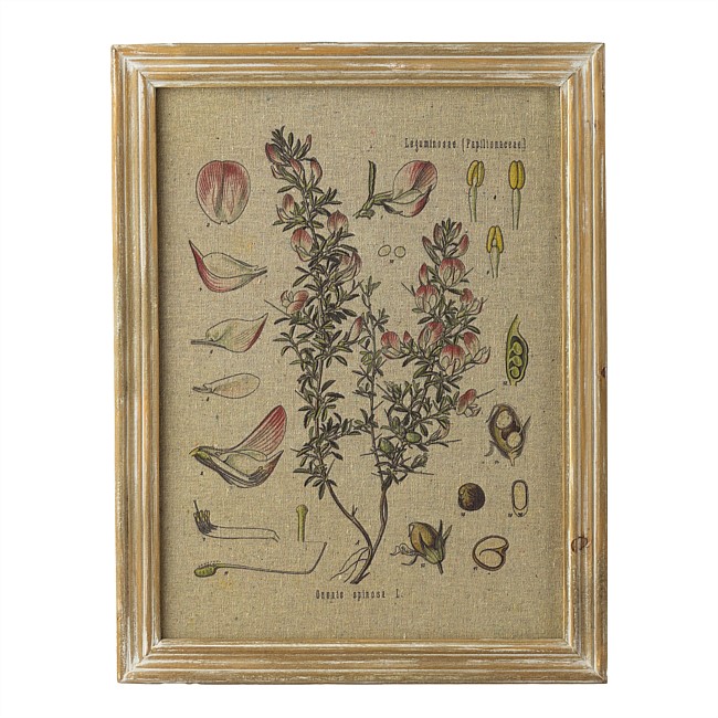 Solace Plant Specimen Wall Art