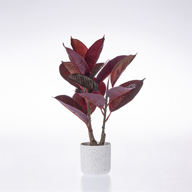 Everlasting Cora Red Rubber Plant 40cm