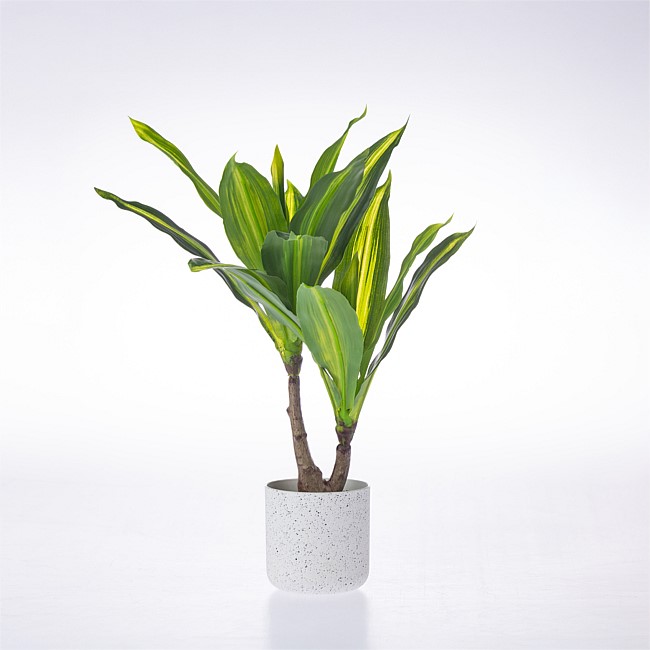 Everlasting Cora Dracaena Plant 40cm Everlasting Cora Dracaena Plant 40cm