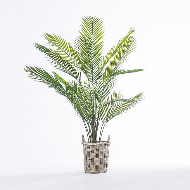 Everlasting Cora Palm 150cm Everlasting Cora Palm 150cm