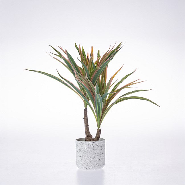 Everlasting Cora Spider Plant 35cm Everlasting Cora Spider Plant 35cm