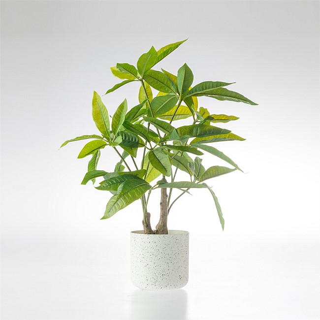 Everlasting Avery Pachira 40cm Everlasting Avery Pachira 40cm
