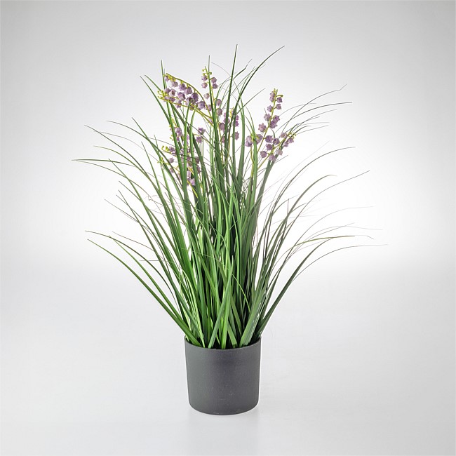 Everlasting Avery Flower Grass 60cm Everlasting Avery Flower Grass 60cm