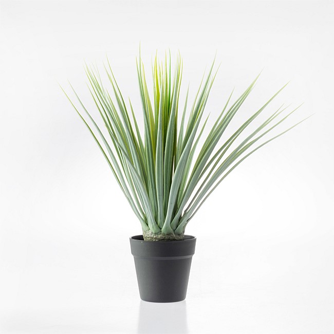 Everlasting Avery Yucca Plant 55cm Everlasting Avery Yucca Plant 55cm