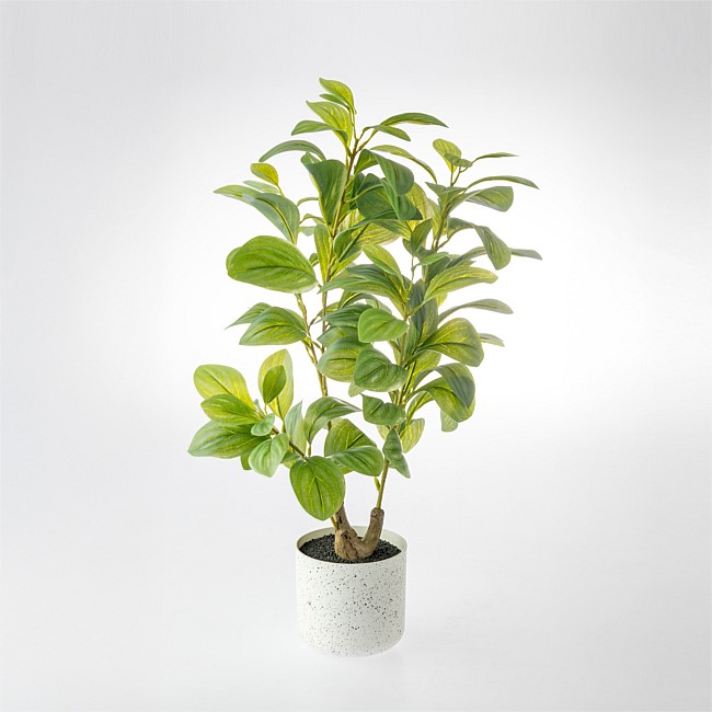 Everlasting Avery Peperomia Plant 55cm Everlasting Avery Peperomia Plant 55cm