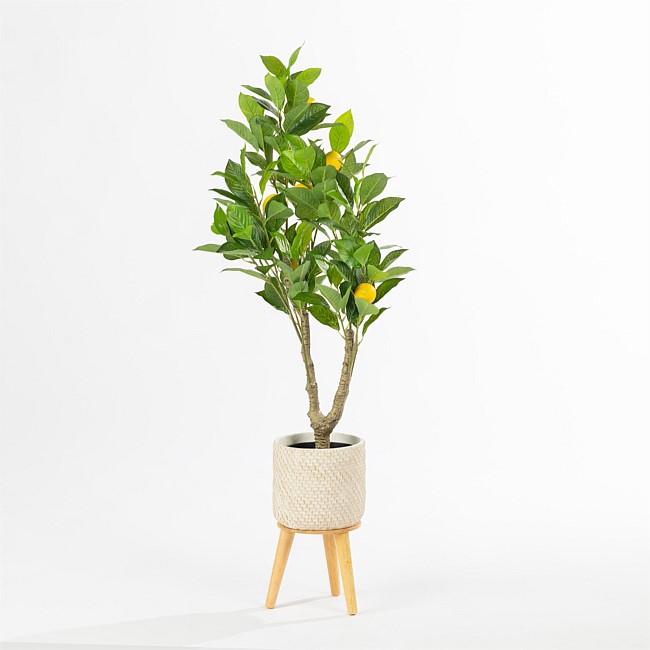 Everlasting Avery Lemon Tree 90cm Everlasting Avery Lemon Tree 90cm