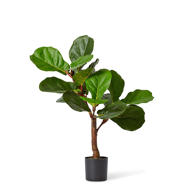 Elme Living Fiddle Tree Medium Elme Living Fiddle Tree Medium
