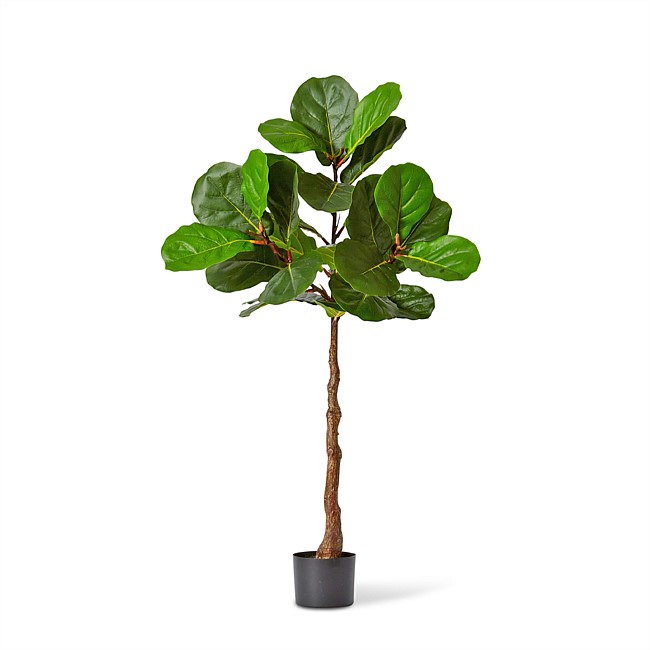 Elme Living Fiddle Tree Large Elme Living Fiddle Tree Large
