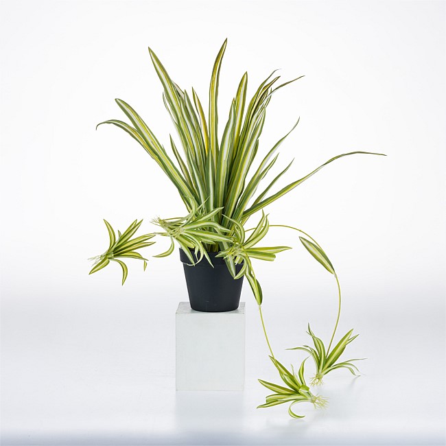 Design Plus White Spider Plant 45cm Design Plus White Spider Plant 45cm