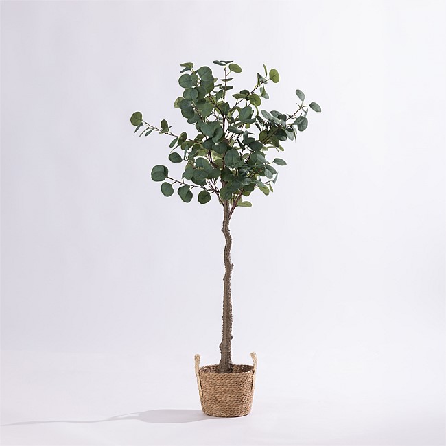 Design Plus Eucalyptus Plant 140cm Design Plus Eucalyptus Plant 140cm