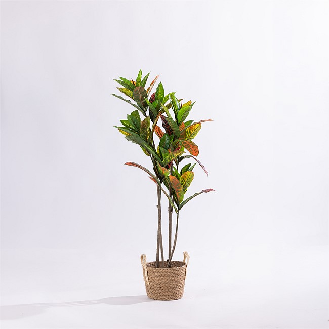Design Plus Codiaeum Tree 115cm Design Plus Codiaeum Tree 115cm