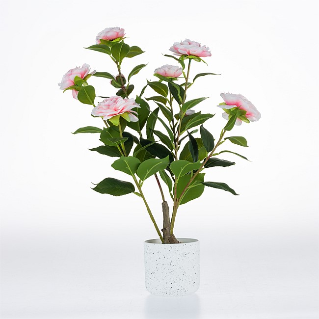 Design Plus Camellia Plant 50cm