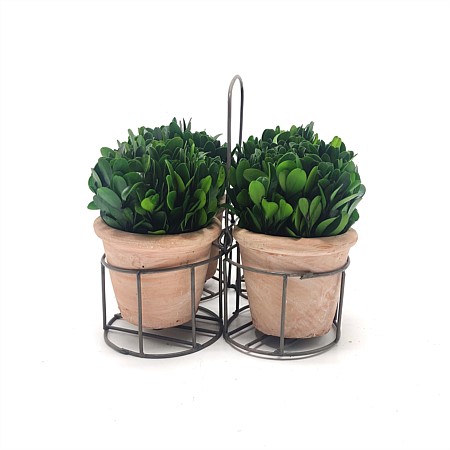 Everlasting Piazza Mini Topiary In Basket